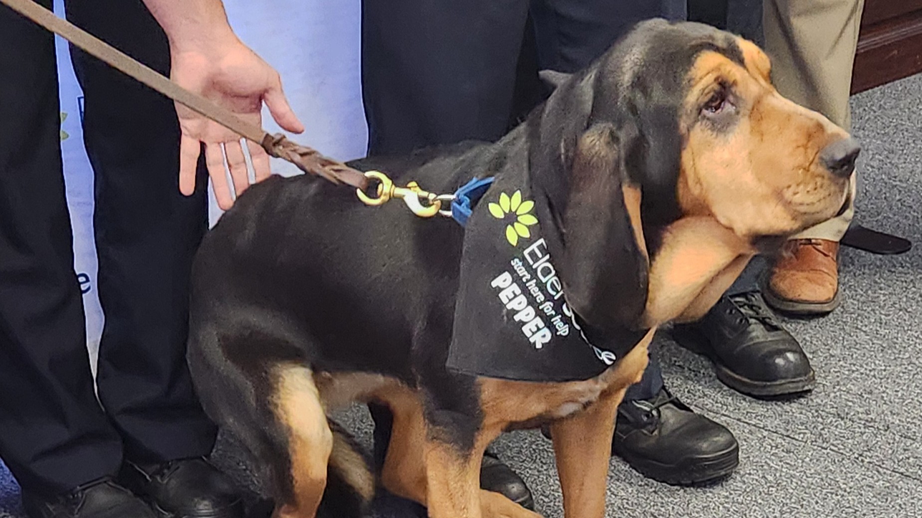 Pepper, a new bloodhound at the Jacksonville Sheriff's Office