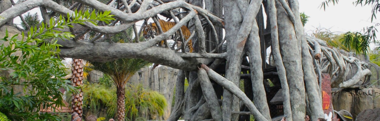 Tiger at Jacksonville zoo