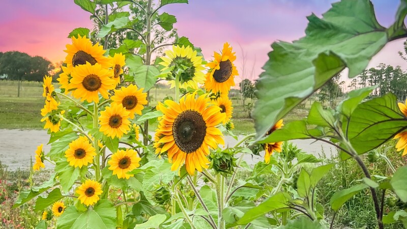 Featured image for “WHAT TO DO | Moonlight Movie; Sunflower & Tomato Festival; Indie Night”