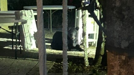 Featured image for “Black bear spotted in downtown St. Augustine”