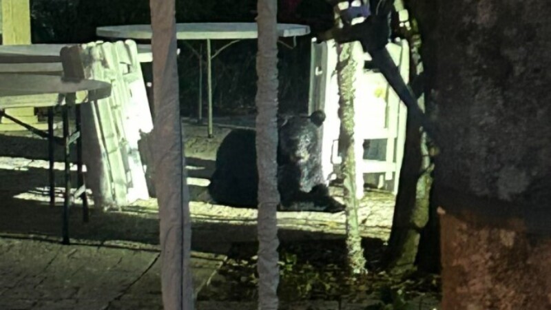 Featured image for “Black bear spotted in downtown St. Augustine”