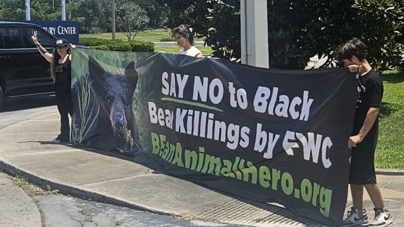 Featured image for “Florida bear hunt planned in December, the first in a decade”