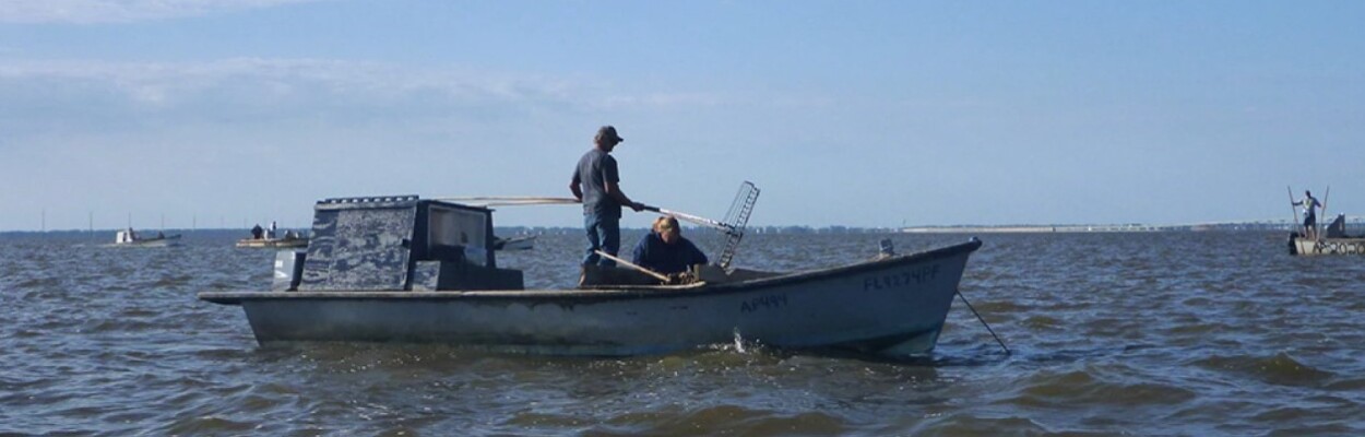 Oyster boats on Apalachicola Bay