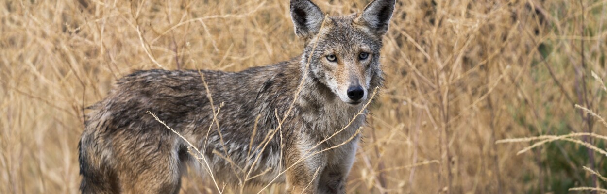 A coyote