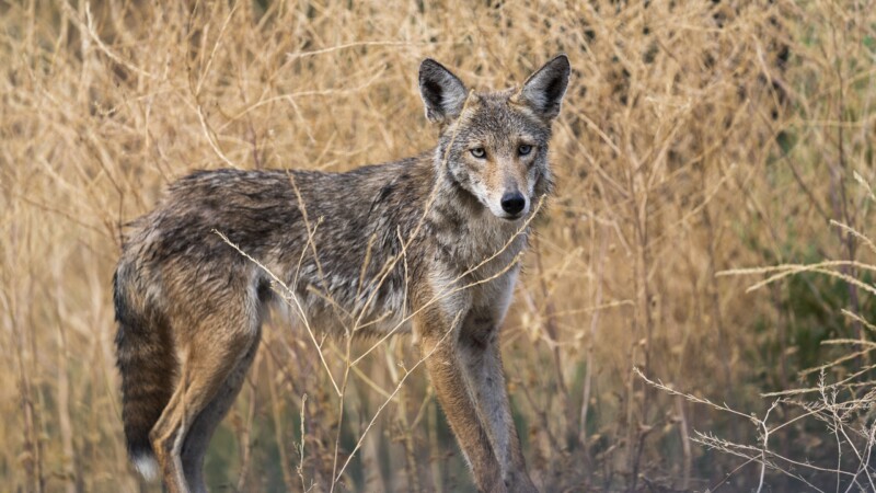 Featured image for “Atlantic Beach now under rabies alert after coyote attacks”