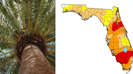 Featured image for “99% of Florida is in a drought, and it’s getting worse”