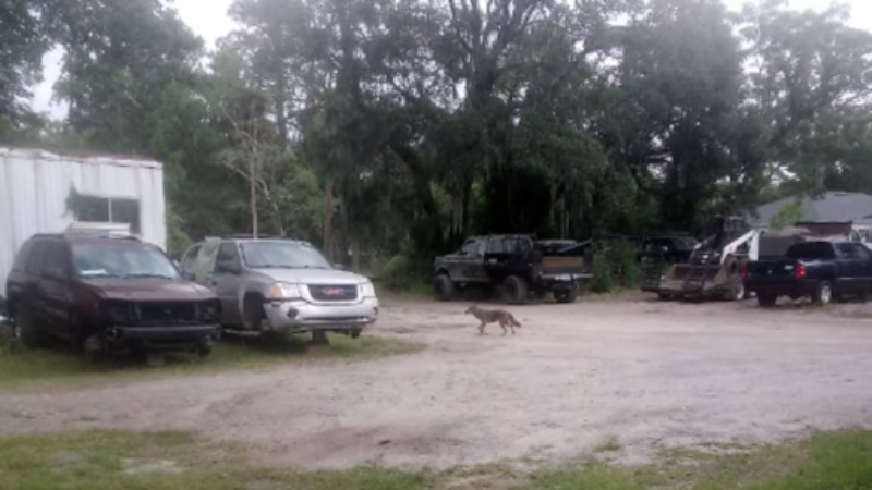 Featured image for “Atlantic Beach now under rabies alert after coyote attacks”