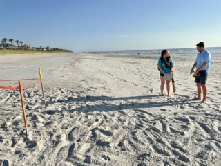 Featured image for “JU students and volunteers scan the sand for turtle nests”
