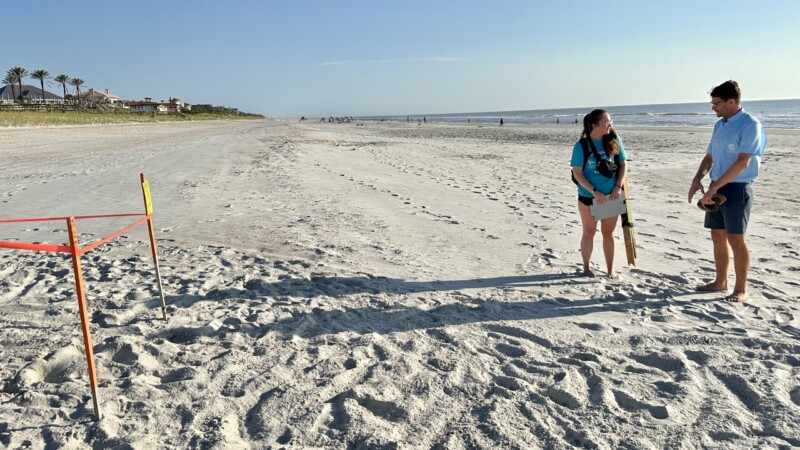 Featured image for “JU students and volunteers scan the sand for turtle nests”