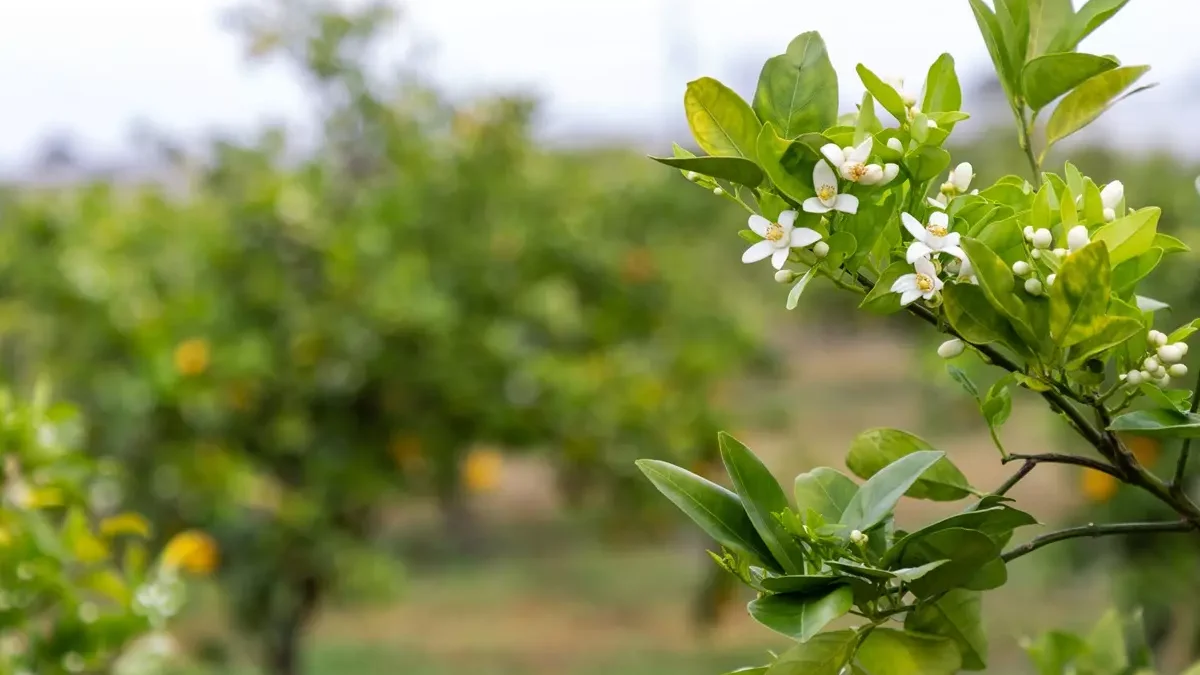 Orange blossom flowers in a field of trees