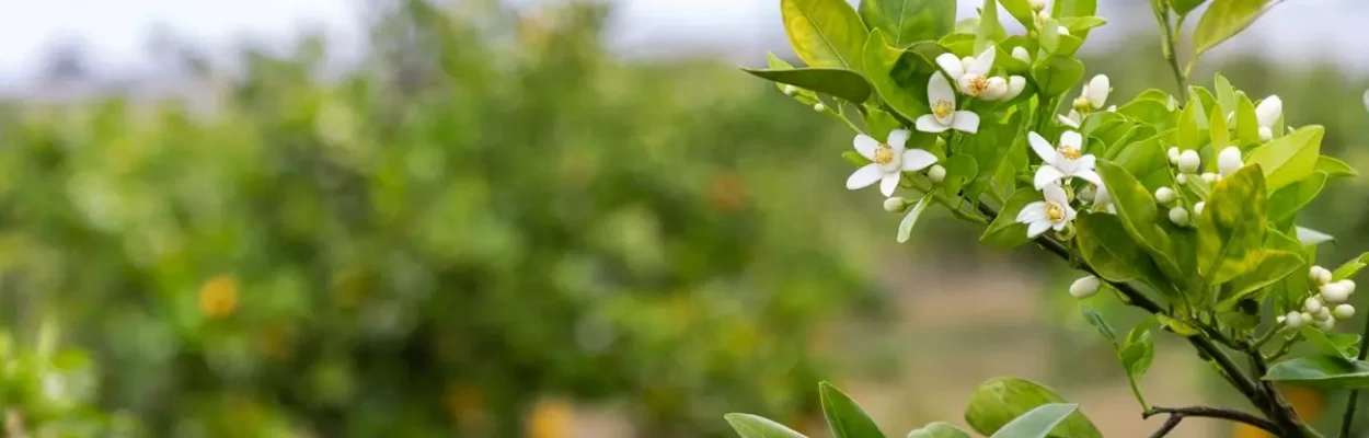 Orange blossom flowers in a field of trees