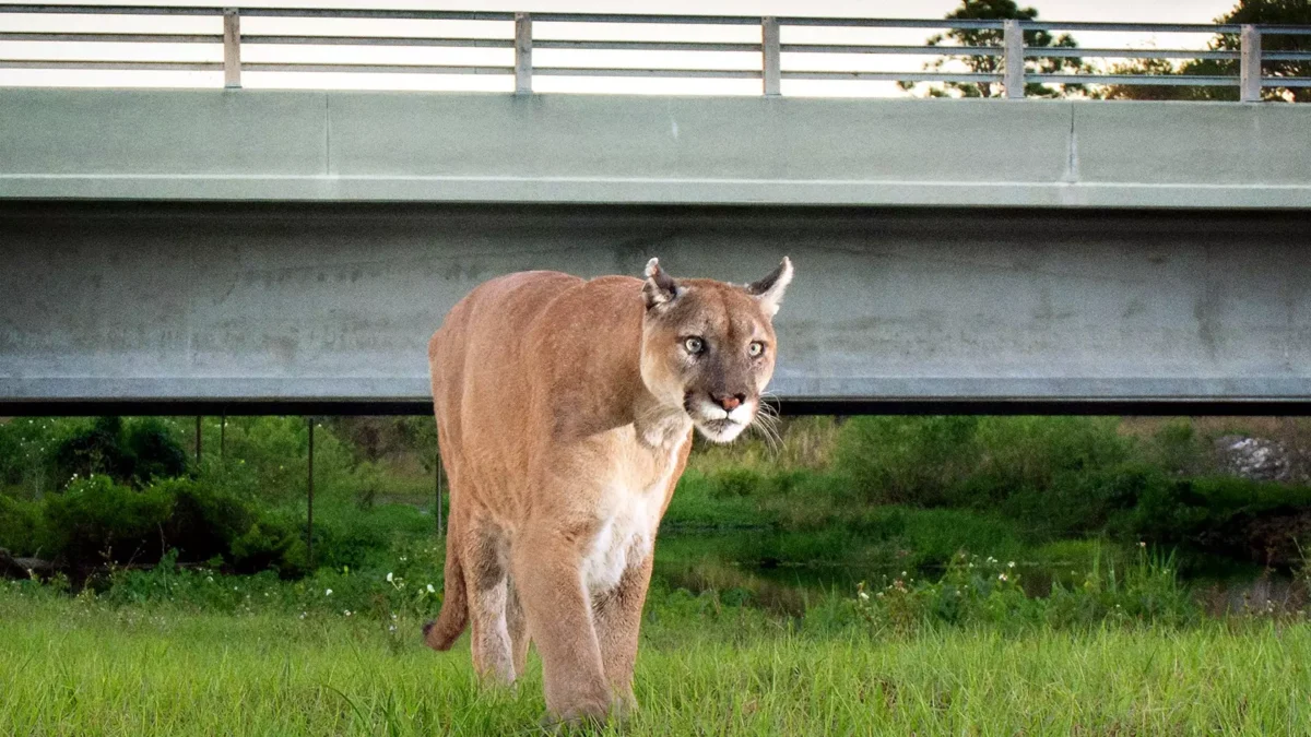 A Florida panther goes under a highway overpass along the Florida Wildlife Corridor in southwest Florida