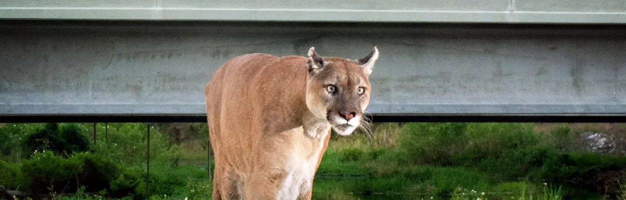 A Florida panther goes under a highway overpass along the Florida Wildlife Corridor in southwest Florida