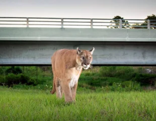 Featured image for “Funding slashed for Florida land preservation program”