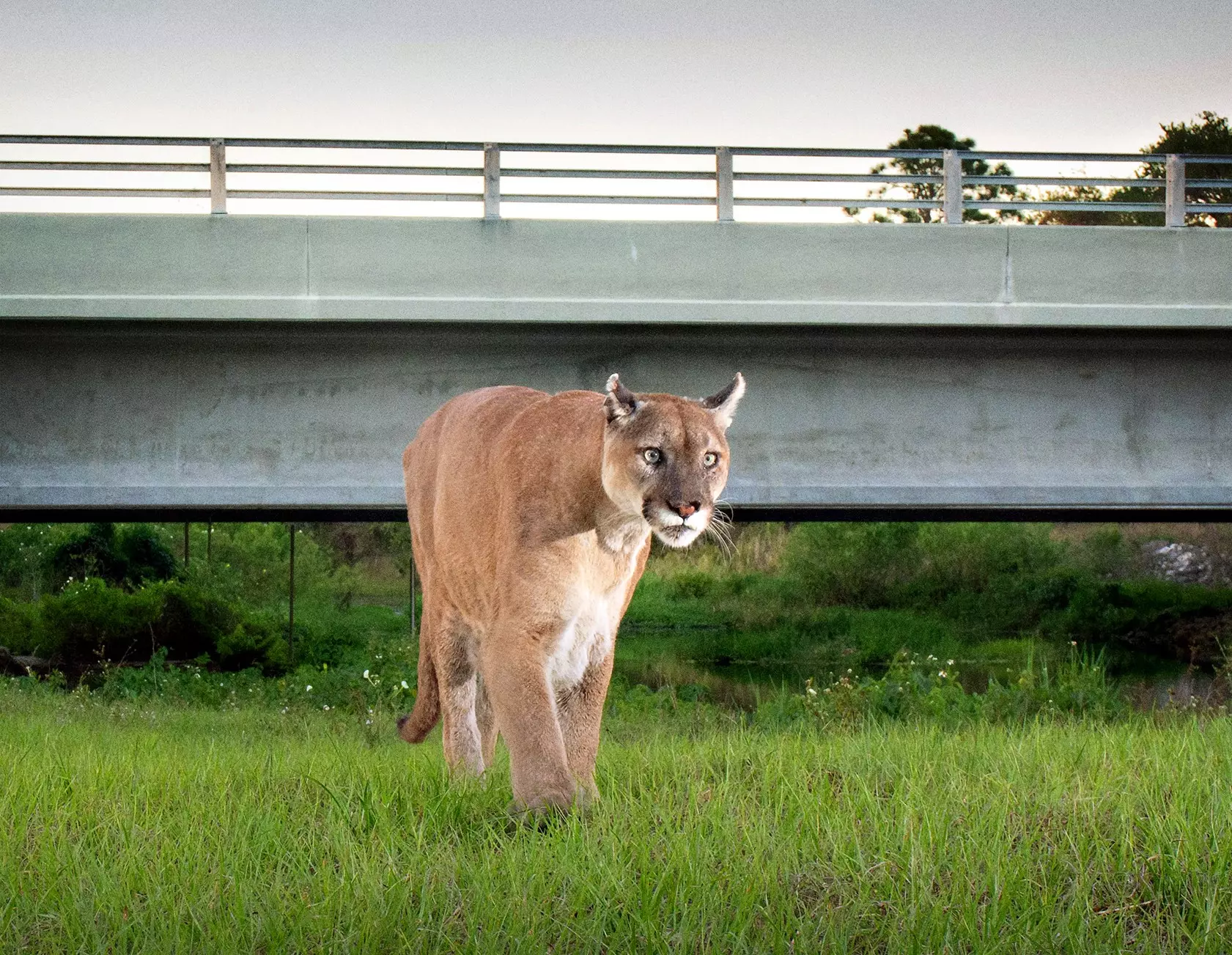 A Florida panther goes under a highway overpass along the Florida Wildlife Corridor in southwest Florida