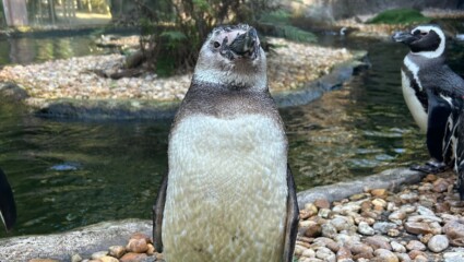Featured image for “BIT OF JOY | Visit the Jax Zoo for $5”