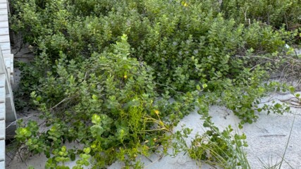 Featured image for “Invasive Vitex plant warning issued in Atlantic Beach”