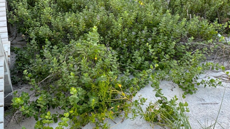 Featured image for “Invasive Vitex plant warning issued in Atlantic Beach”
