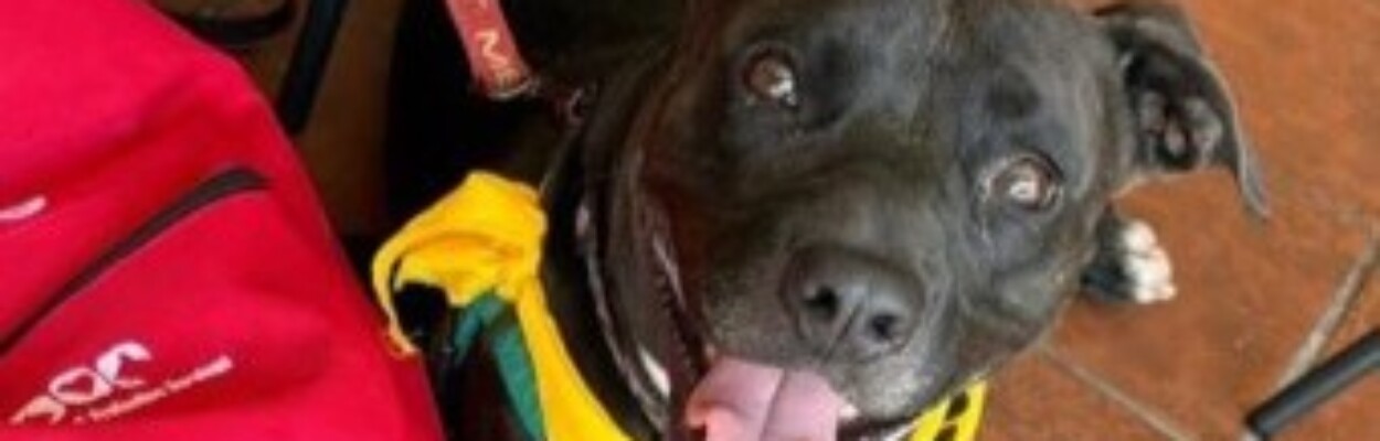 Sandy, a dog available for adoption at the Jacksonville shelter
