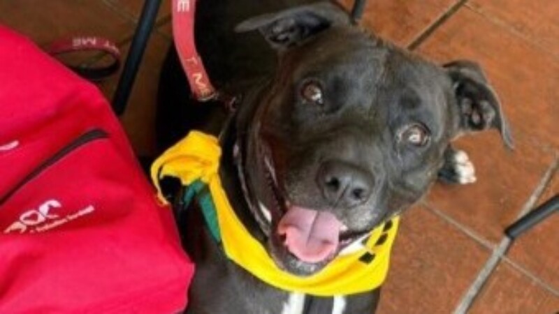 Featured image for “Jacksonville animal shelter packed with dogs in need”