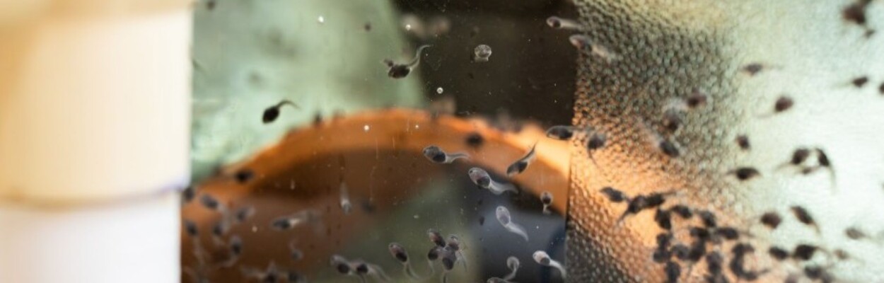 Tadpoles