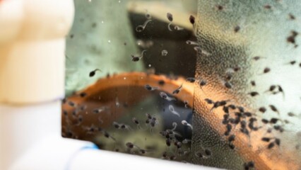 Featured image for “Zoo sends 24,000 endangered tadpoles to Puerto Rico”