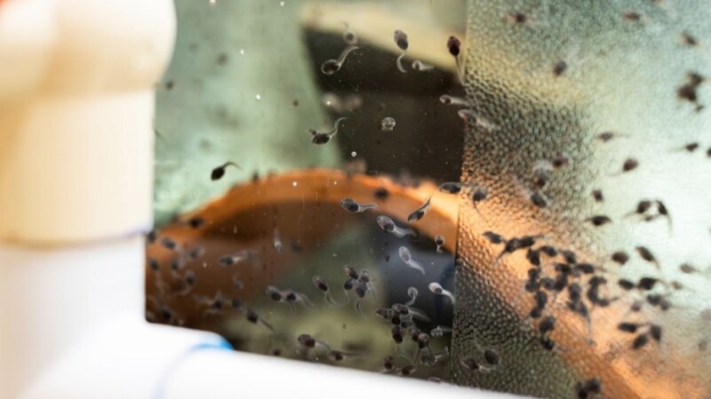 Featured image for “Zoo sends 24,000 endangered tadpoles to Puerto Rico”