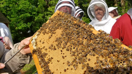 Featured image for “WHAT TO DO | Beekeeping class; Planetarium’s final live concert; Linda Ronstadt tribute”