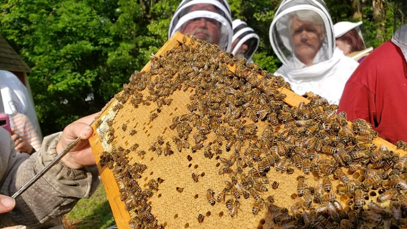 Featured image for “WHAT TO DO | Beekeeping class; Planetarium’s final live concert; Linda Ronstadt tribute”