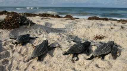 Featured image for “BIT OF JOY | A sea turtle record”
