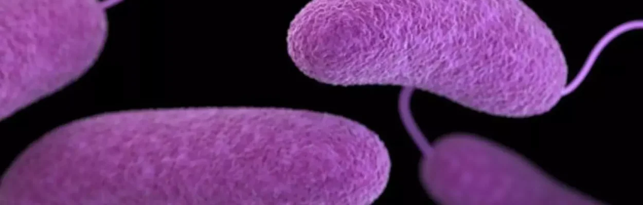 Vibrio vulnificus bacteria, also known as the "flesh-eating" bacteria, is found in warm, brackish seawater and undercooked seafood.