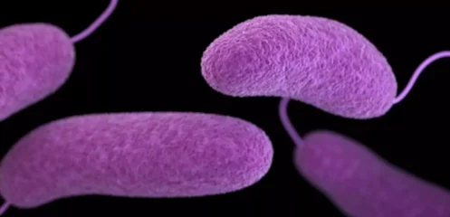 Featured image for “‘Flesh-eating’ bacterium kills 1 in St. Johns County”