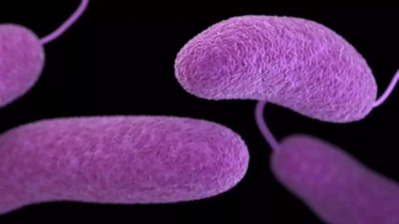 Featured image for “‘Flesh-eating’ bacterium kills 1 in St. Johns County”