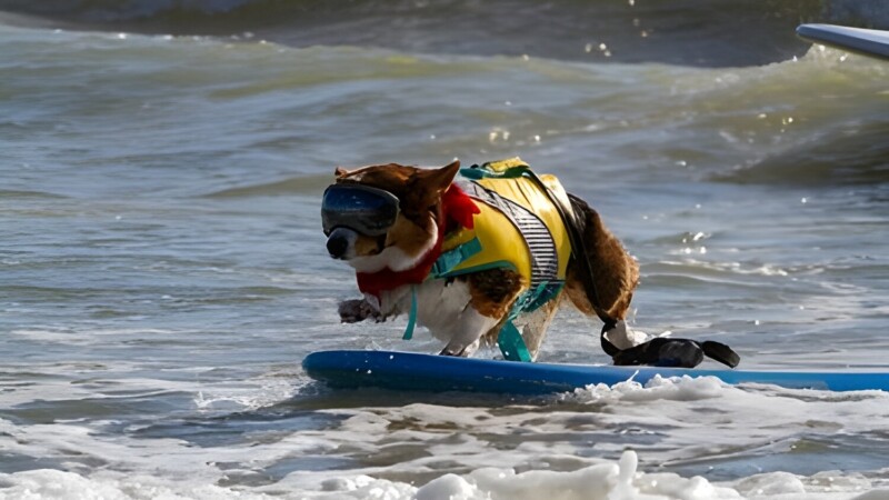 Featured image for “WHAT TO DO | Cumberland Island tour; Dog Surfing Classic; Ax Handle Saturday experience”