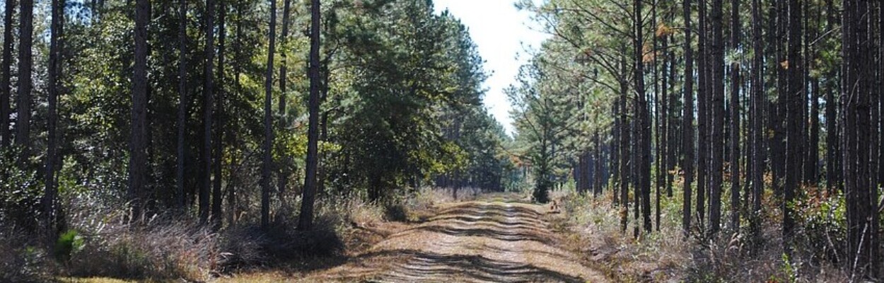 Undeveloped land in Clay County
