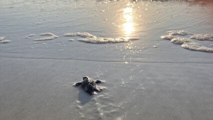 Featured image for “Unleashed dog kills 23 sea turtle hatchlings”