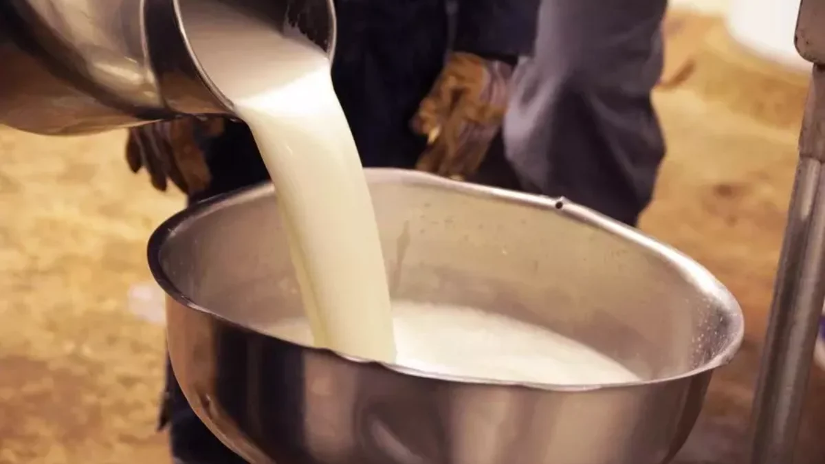 Raw milk being poured into a metal bowl
