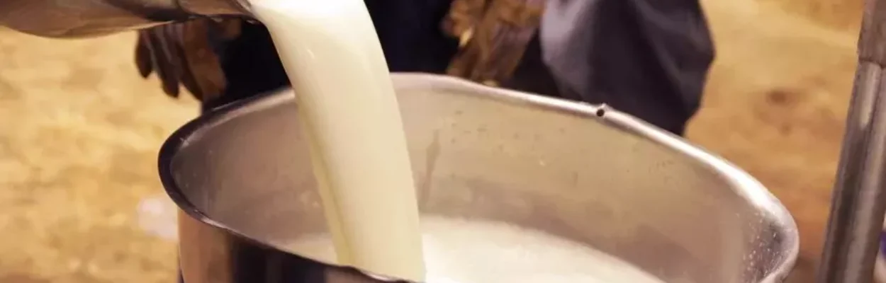 Raw milk being poured into a metal bowl