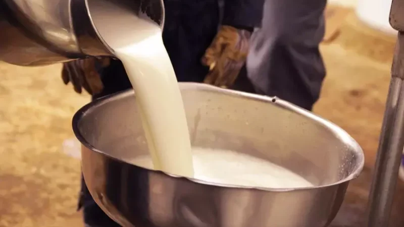 Featured image for “More Floridians falling ill from consuming raw milk”