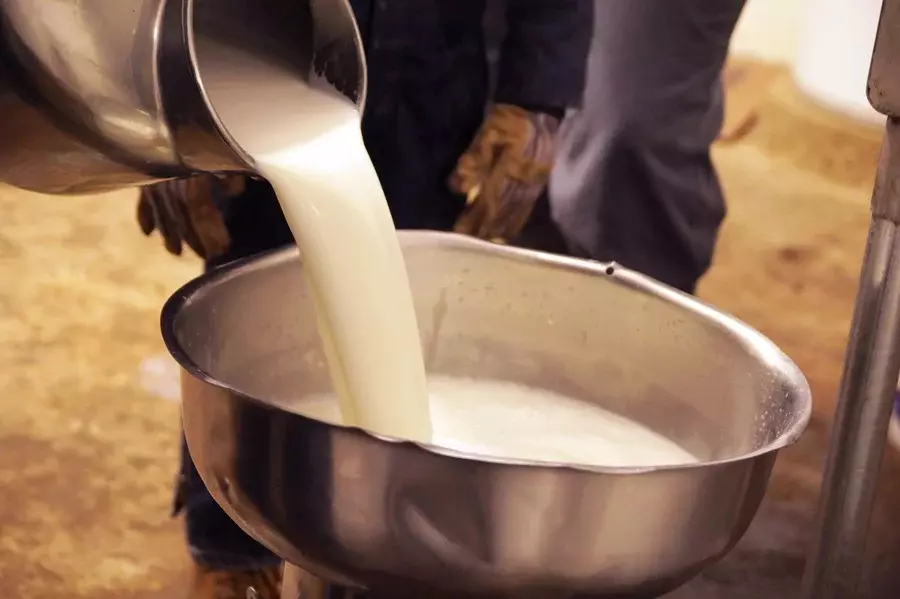 Raw milk being poured into a metal bowl