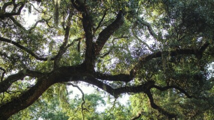 Featured image for “St. Johns County OKs watered-down tree regulations”