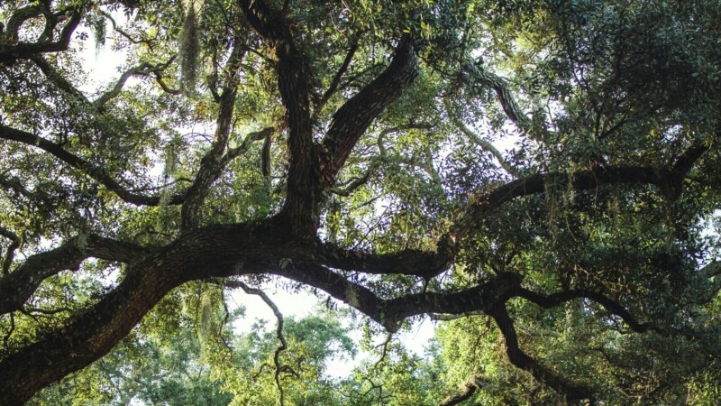 Featured image for “St. Johns County OKs watered-down tree regulations”