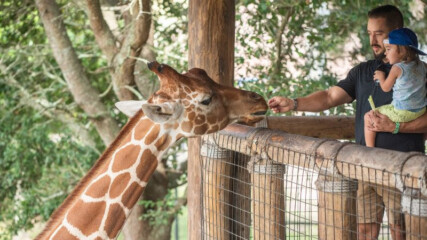 Featured image for “BIT OF JOY | Free zoo days for kids”