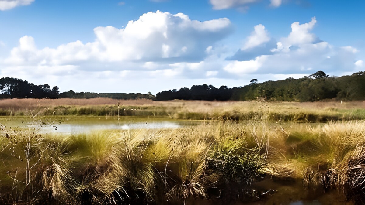 Marshland at Guana
