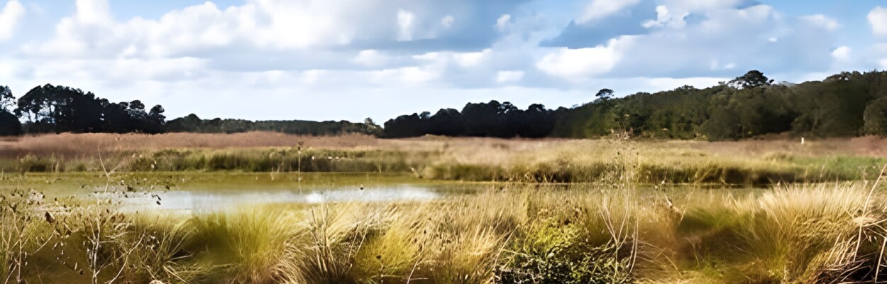 Marshland at Guana