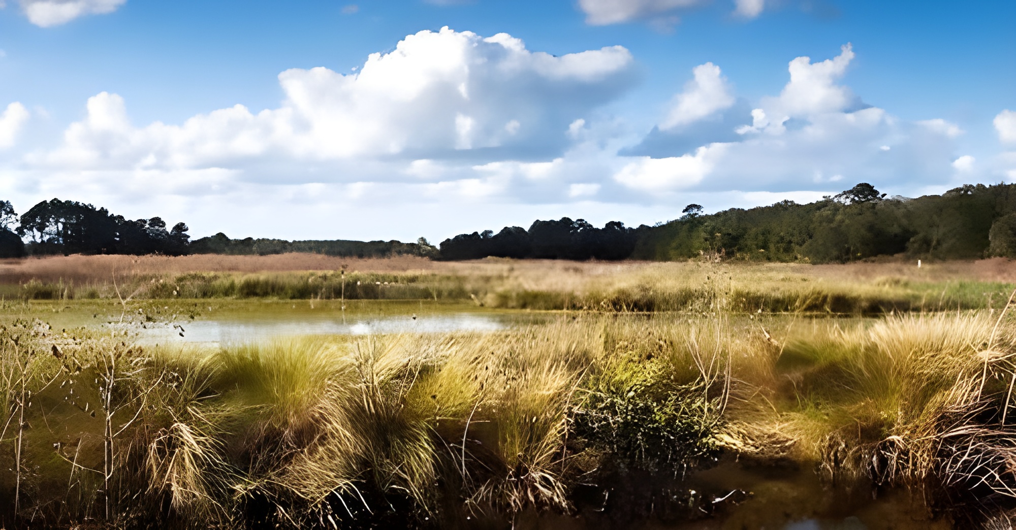 Marshland at Guana