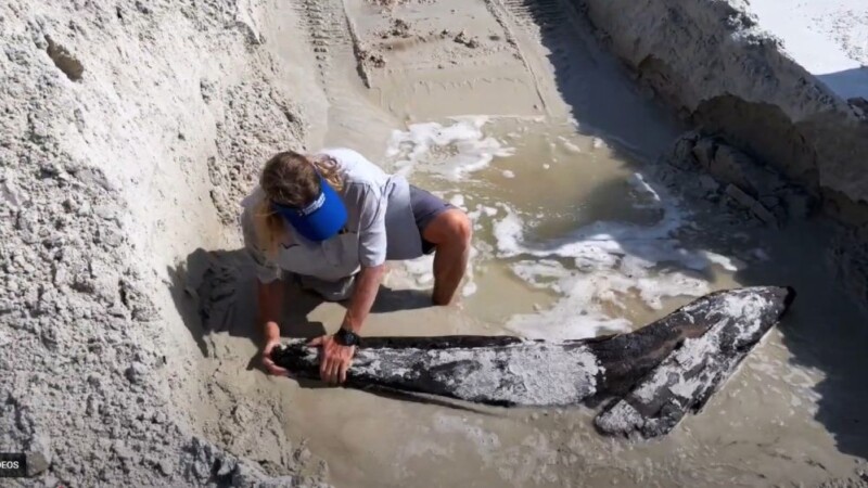 Featured image for “Pieces of 19th century shipwreck wash ashore on Matanzas Beach”