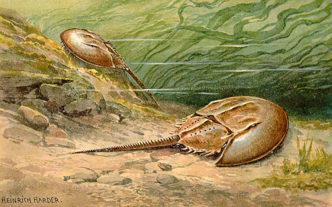 realistic drawing of horseshoe crabs