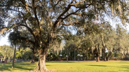 Featured image for “New nonprofit would mete out Eastside community benefits funds”