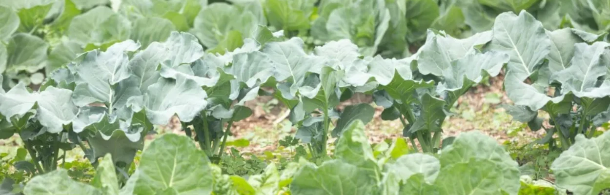 Produce grows at Eartha's Farm and Market, where many customers use SNAP to buy food